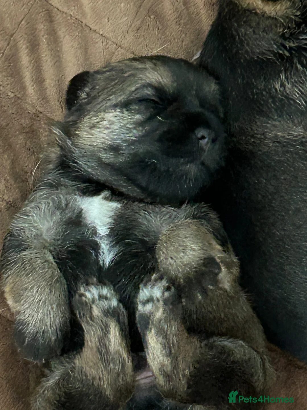 Border Terrier dogs for sale: 6 stunning boarder terrier puppies  - Advert 2
