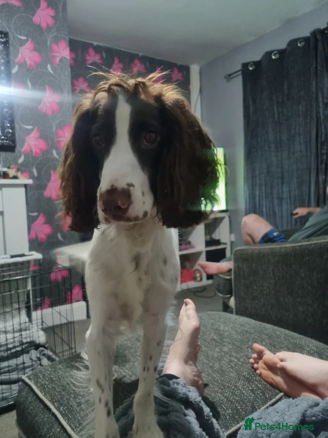 Cocker Spaniel dogs for stud: PET FOR STUD - Advert 2