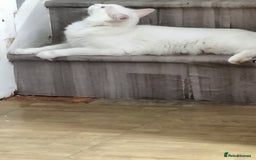 Turkish Angora cats for sale: Cat for sale  - Image 5