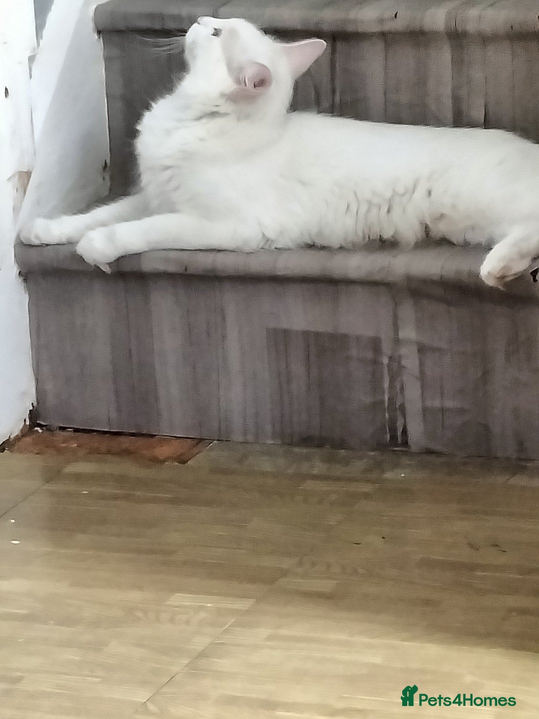 Turkish Angora cats for sale: Cat for sale  - Image 5