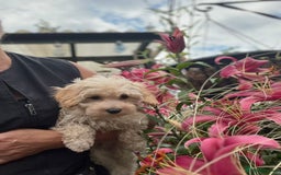 Maltipoo dogs for sale: RESERVED  Absolutely Stunning  Maltipoo GIRL - Image 11