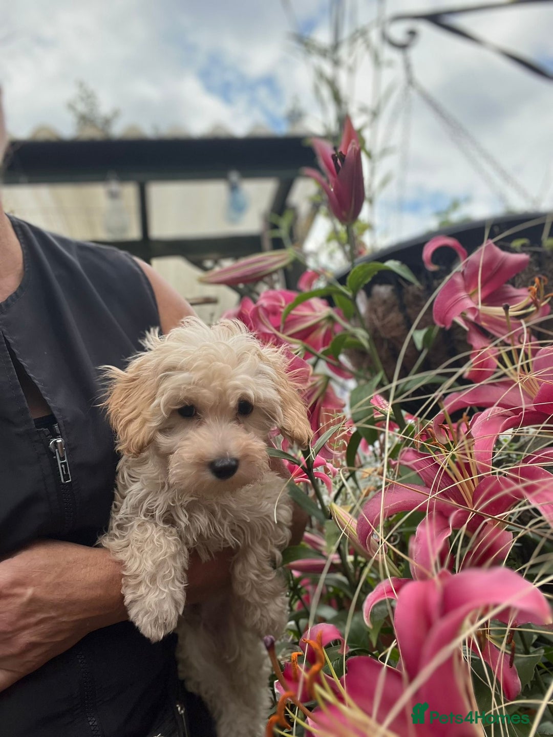 Maltipoo dogs for sale: RESERVED  Absolutely Stunning  Maltipoo GIRL - Image 11