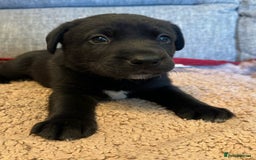 Mixed Breed dogs for sale: Labrador Cross Husky Girls  - Image 15