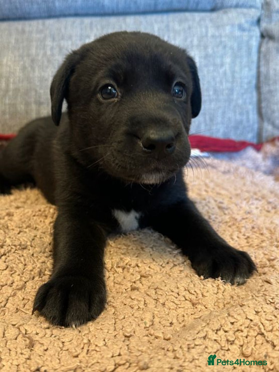 Mixed Breed dogs for sale: Labrador Cross Husky Girls  - Image 15