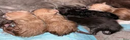 Maine Coon cats for sale: Maine Coon kittens from champion lines  - Advert 35