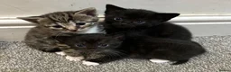 Bengal cats for sale: Stunning bengal x kittens  - Advert 12