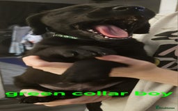 Labrador Retriever dogs for sale: Chunky pups ready now - Advert 13