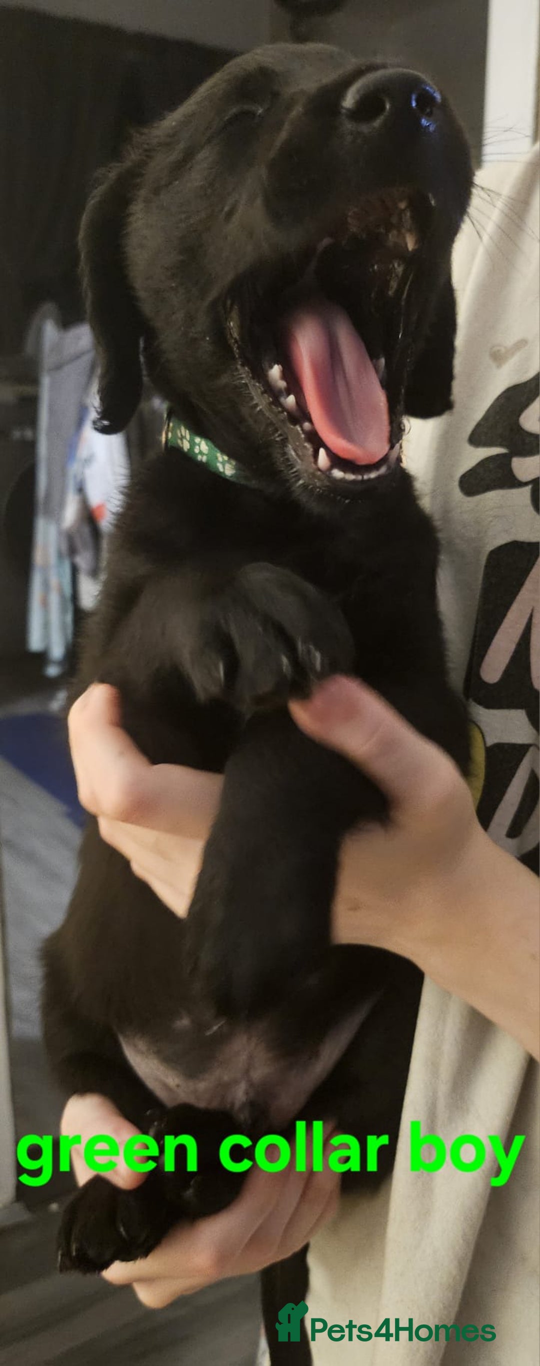 Labrador Retriever dogs for sale: Chunky pups ready now - Advert 13