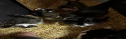Mixed Breed cats for sale: Beautiful kittens  - Advert 12