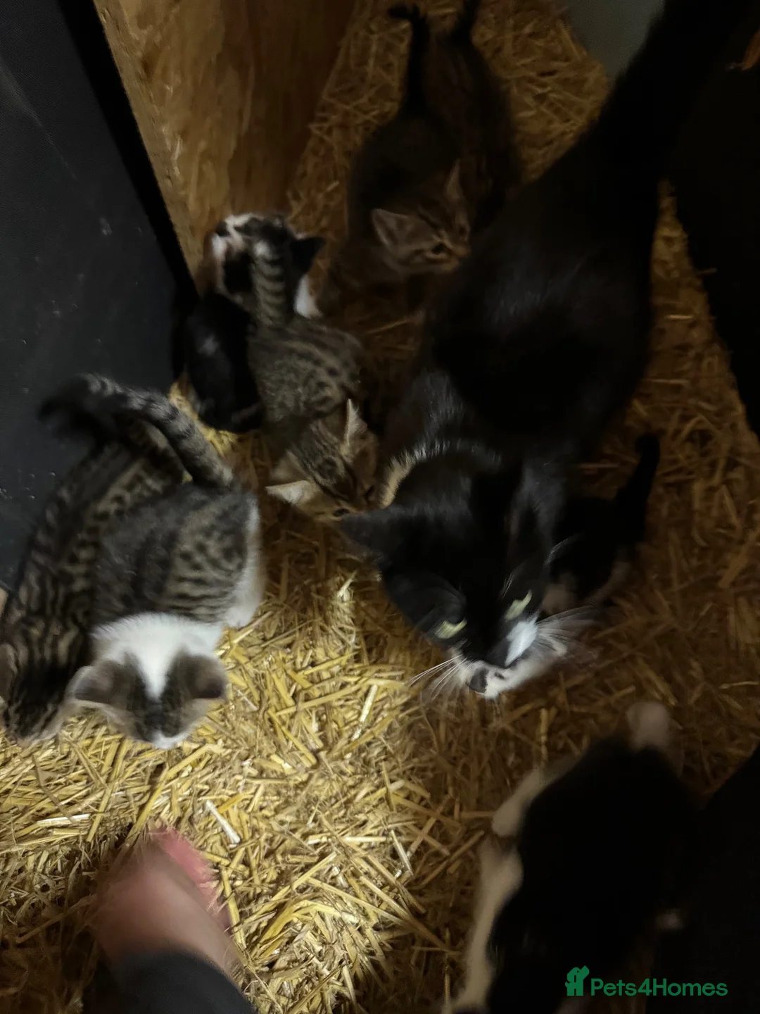 Mixed Breed cats for sale: Beautiful kittens  - Advert 12