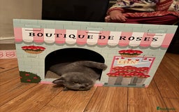 British Shorthair cats for sale: British short hair  - Image 8
