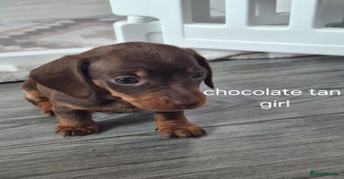 Miniature Dachshund dogs - Advert 10