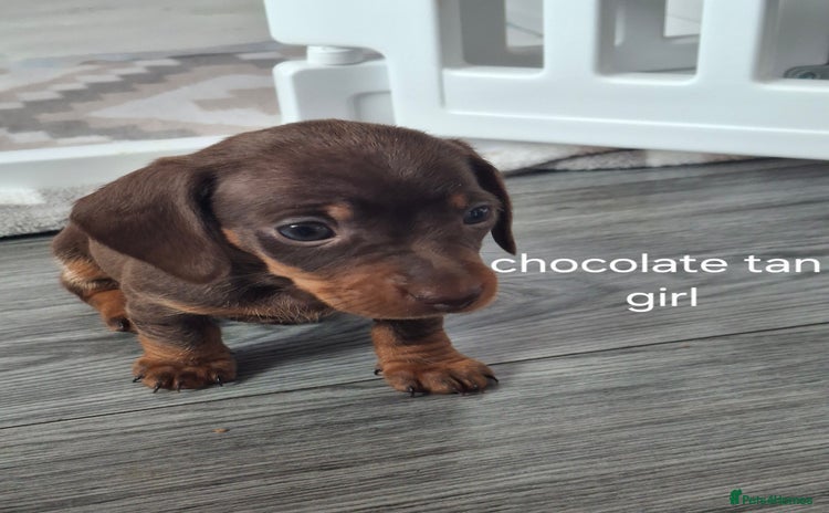 Miniature Dachshund dogs - Advert 3