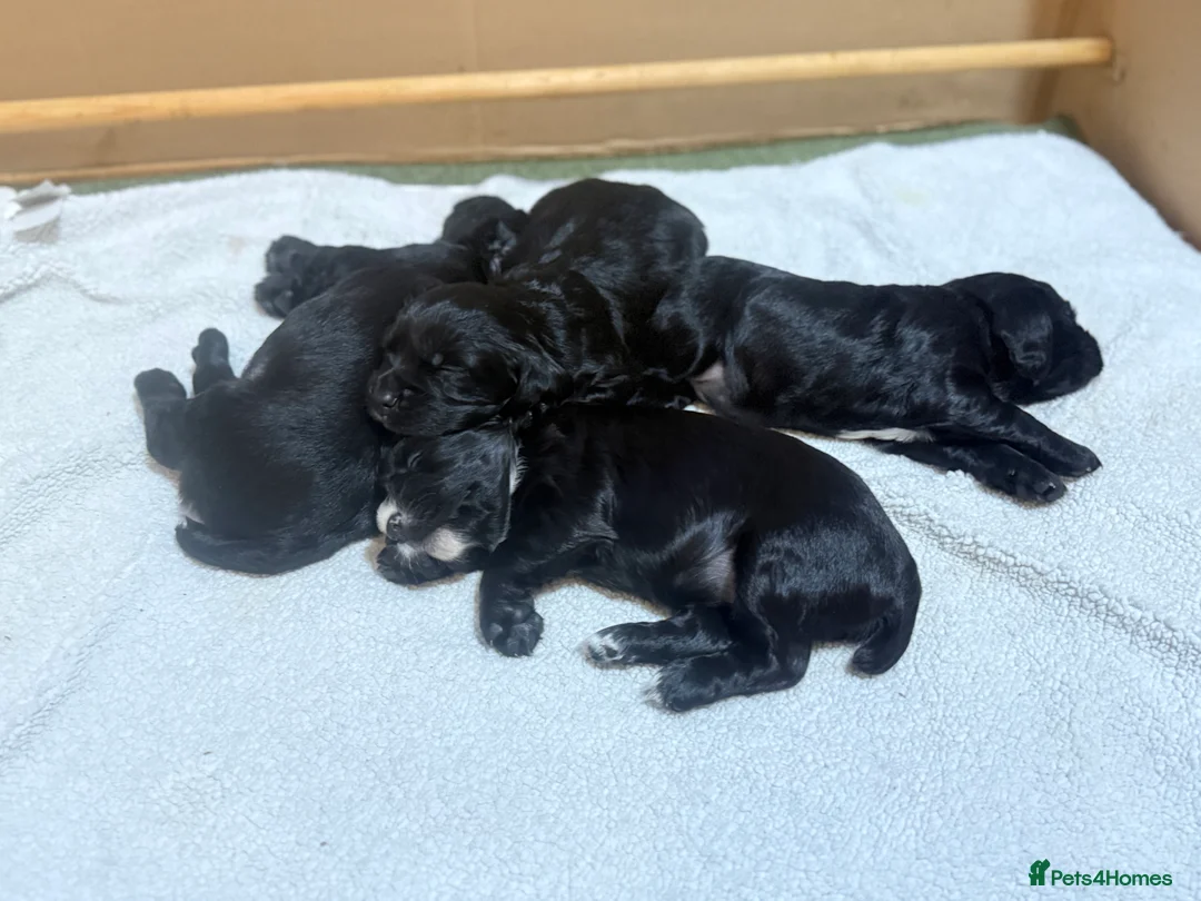 Cocker Spaniel dogs for sale: Working cocker spaniels - Advert 7