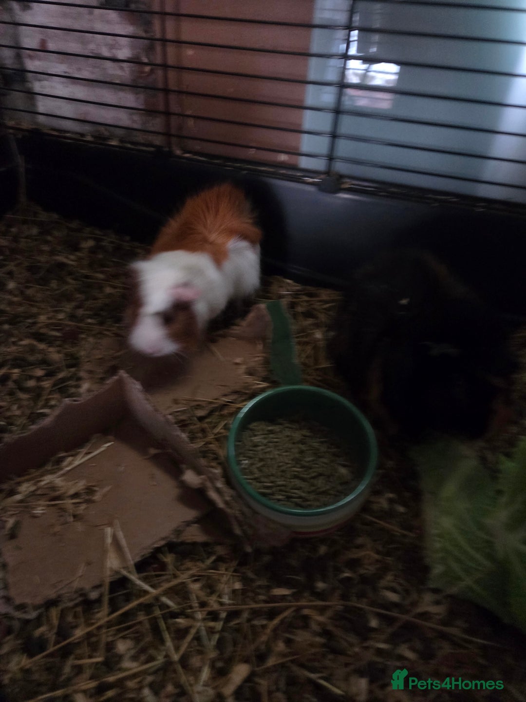 Guinea Pig rodents for sale: Two mail guinea pigs  - Advert 3