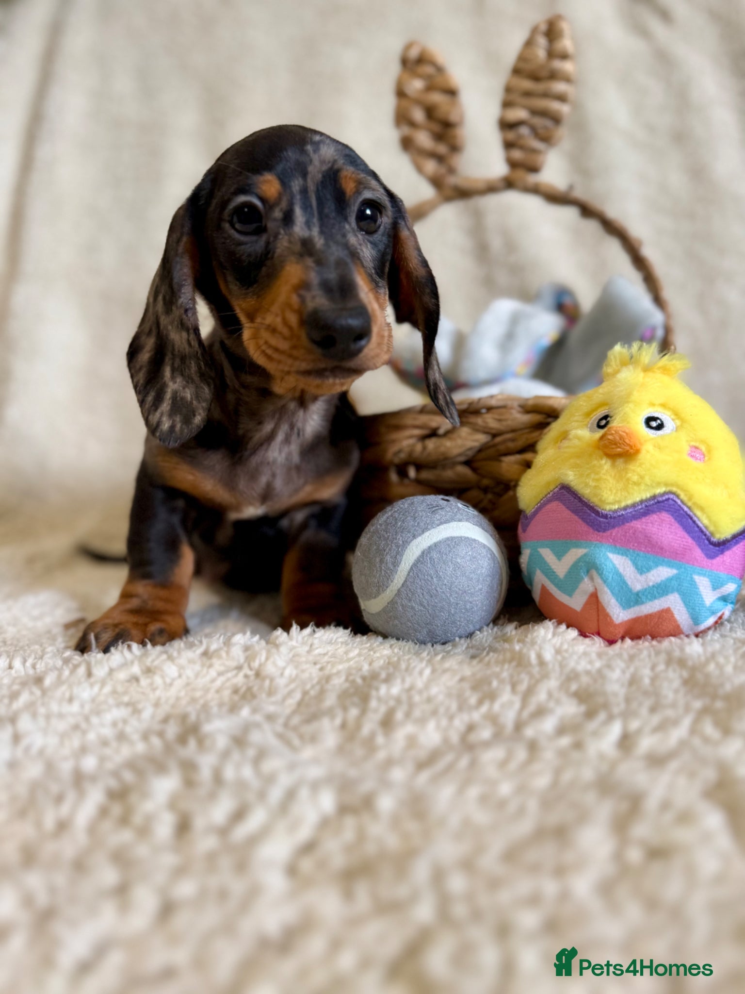 Miniature Dachshund dogs Beautiful miniature smooth pups  - Advert 1