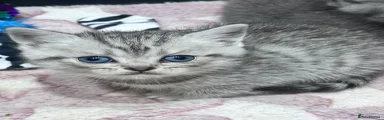 British Shorthair 1