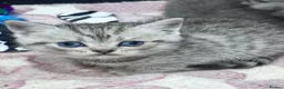 British Shorthair cats for sale: Gorgeous Pedigree British Shorthair Kittens  in Oldham - Advert 4