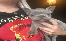 French Bulldog dogs for sale: French bulldog puppies for sale - Image 5