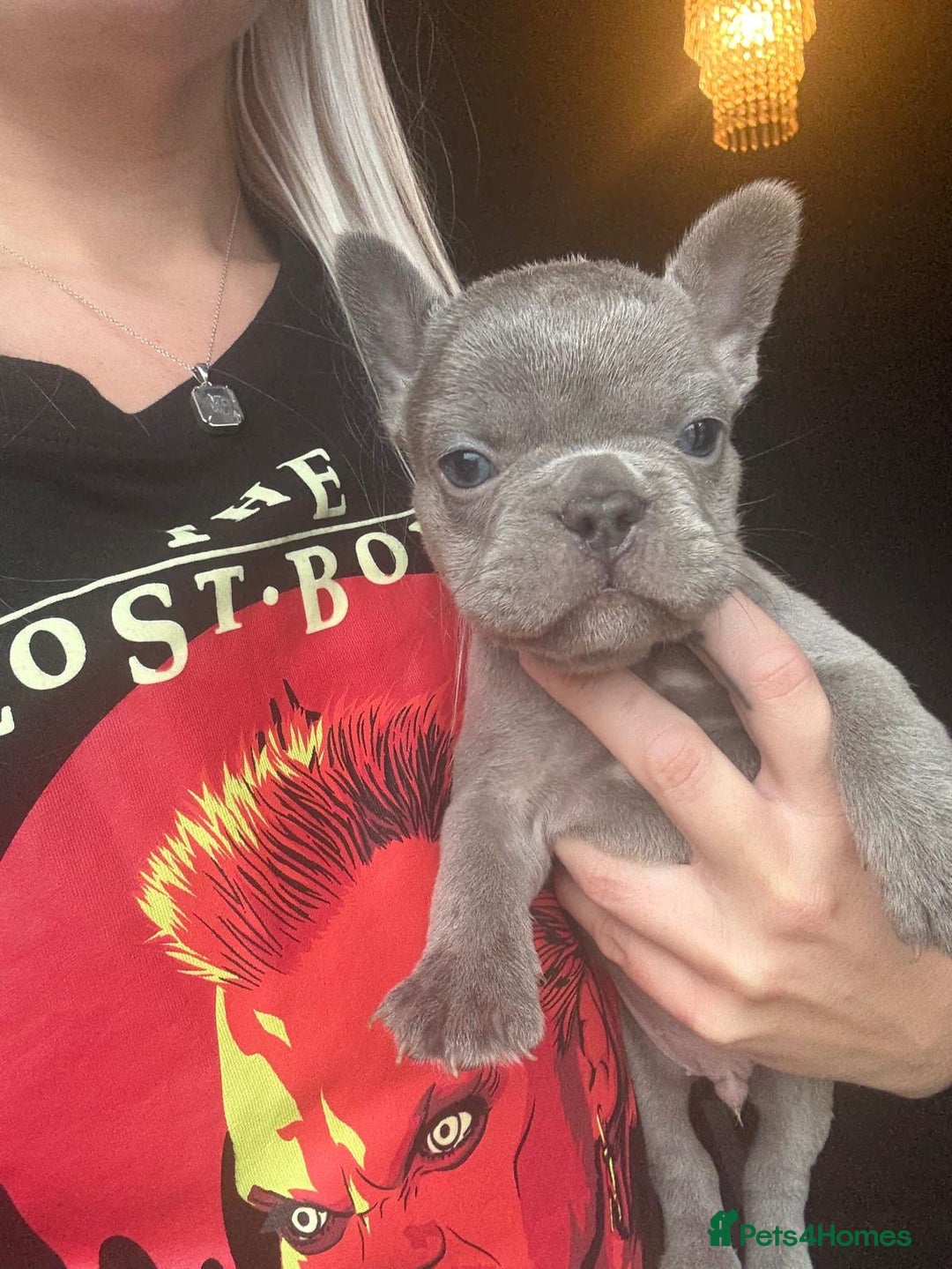 French Bulldog dogs for sale: French bulldog puppies for sale - Image 5