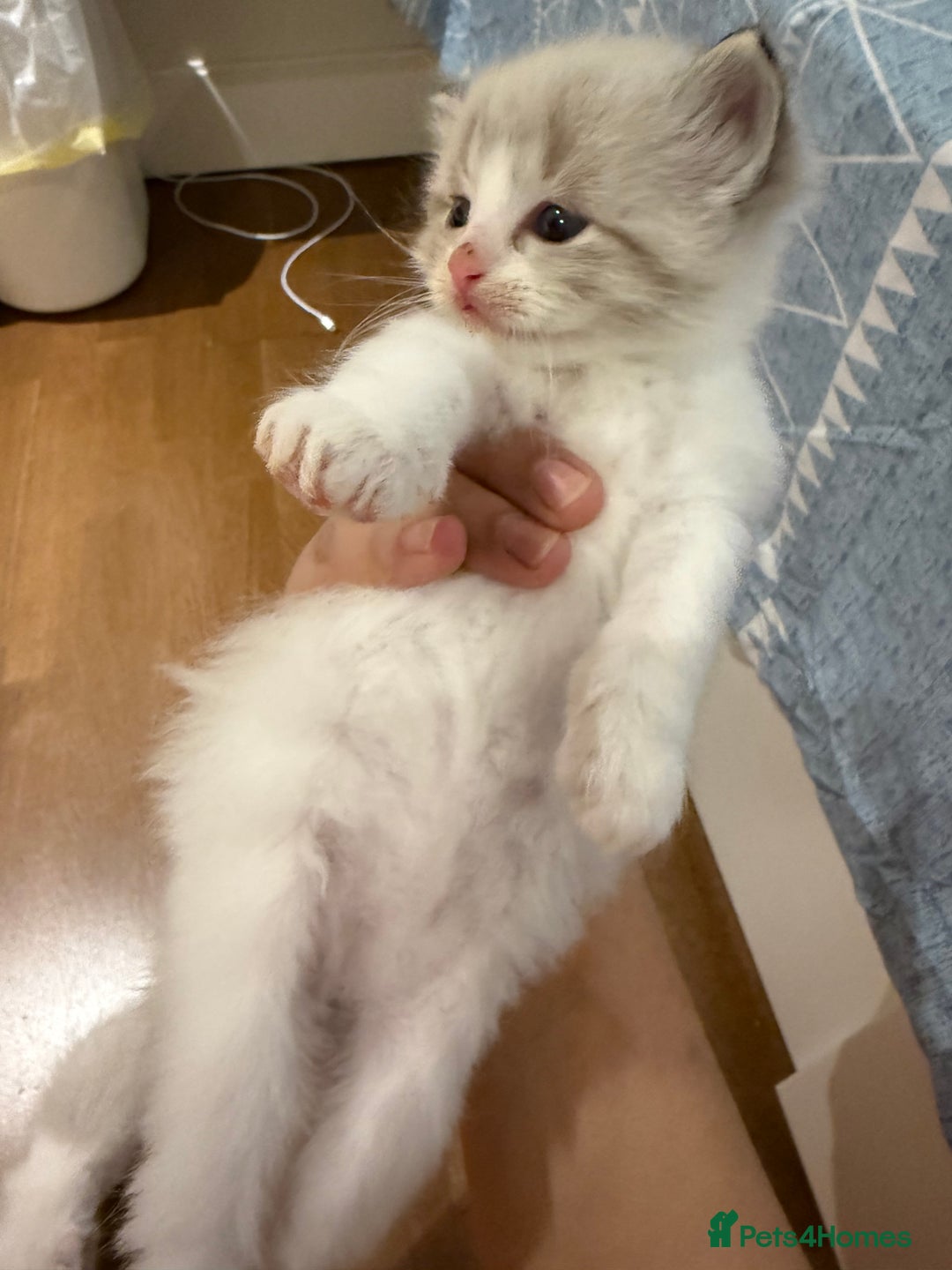 Ragdoll cats for sale: Beautiful Ragdoll gccf registered - Image 8