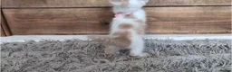 Persian cats for sale: 🐾 Beautiful Persian Kittens 🐾 - Advert 14