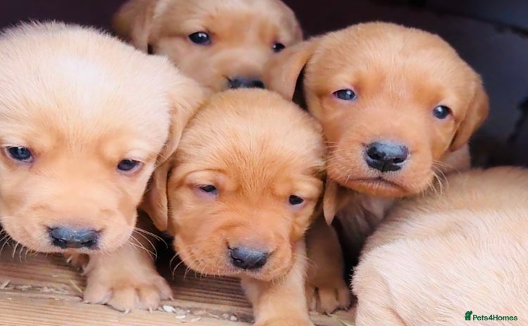 Labrador Retriever dogs - Advert 4