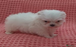Maltese dogs for sale: Maltese puppies  - Image 2