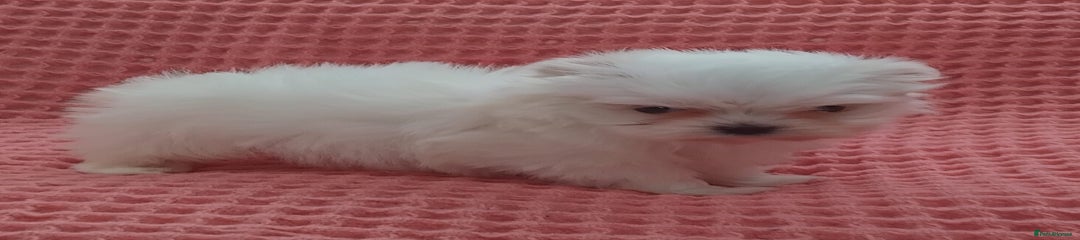 Maltese Puppy 1