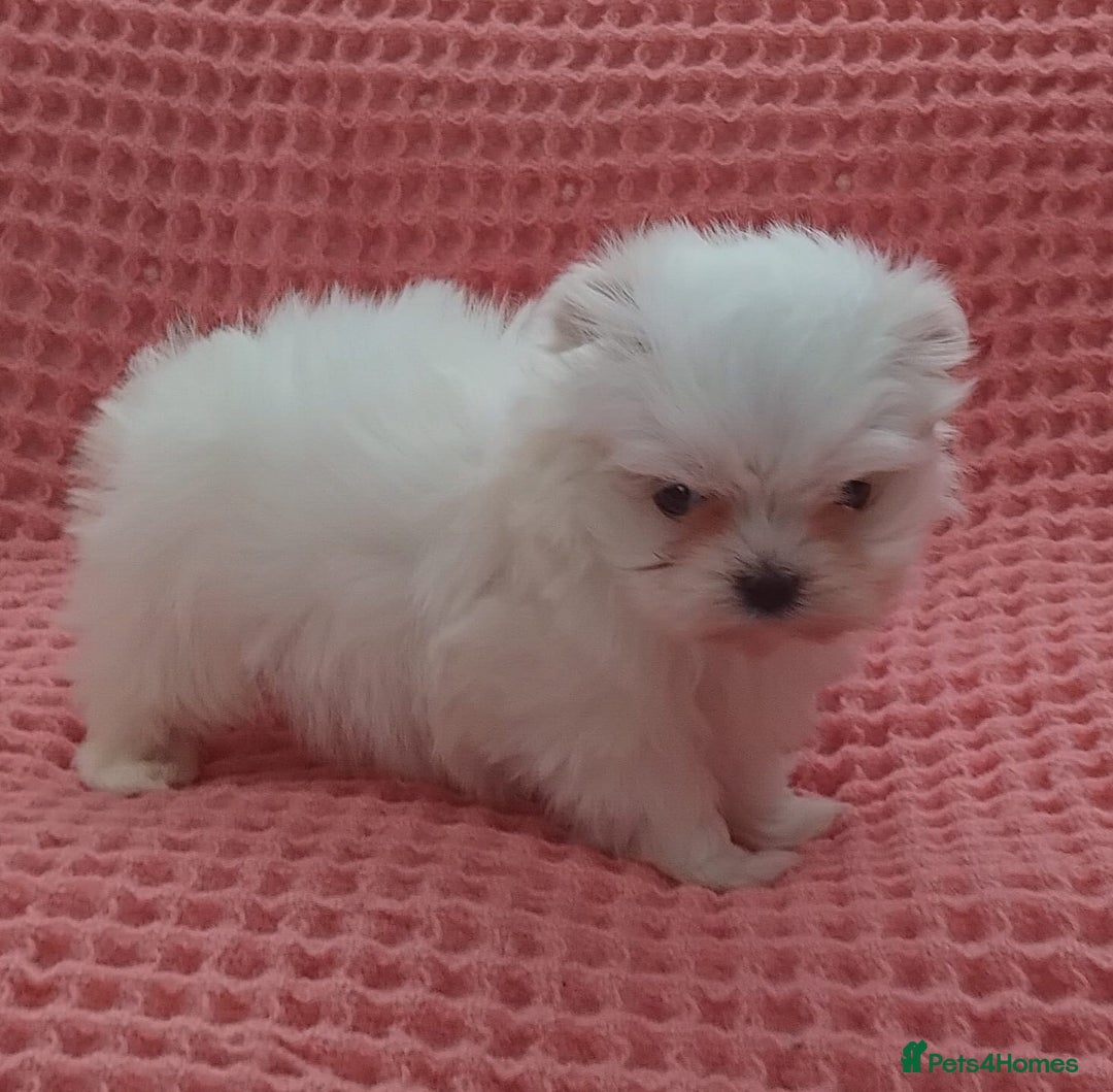 Maltese dogs for sale: Maltese puppies  - Image 2