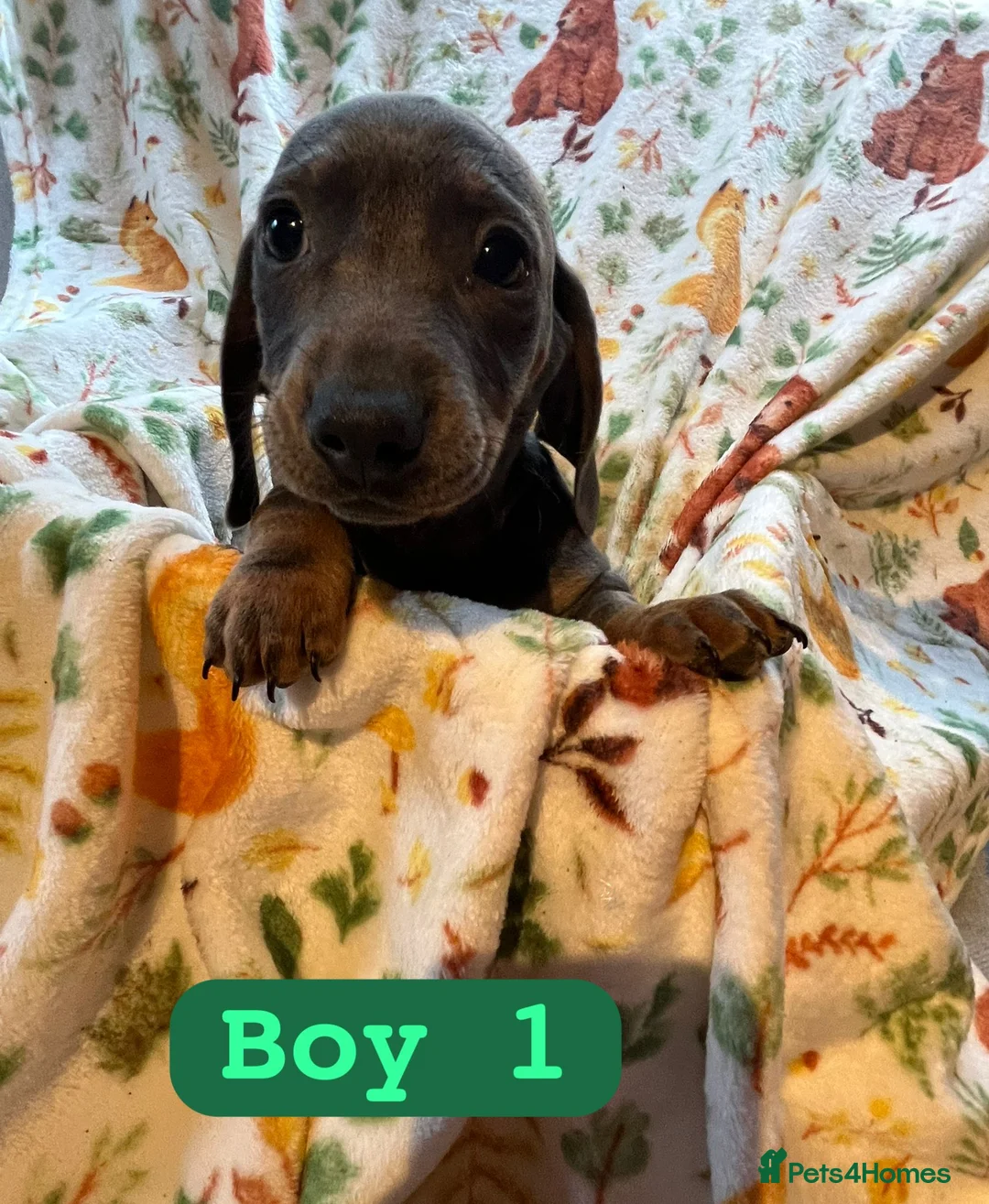 Dachshund dogs for sale: Dachshund pups - Advert 1