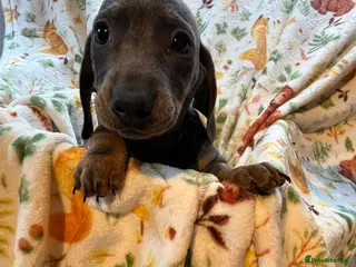 Dachshund dogs Dachshund pups - Advert 2