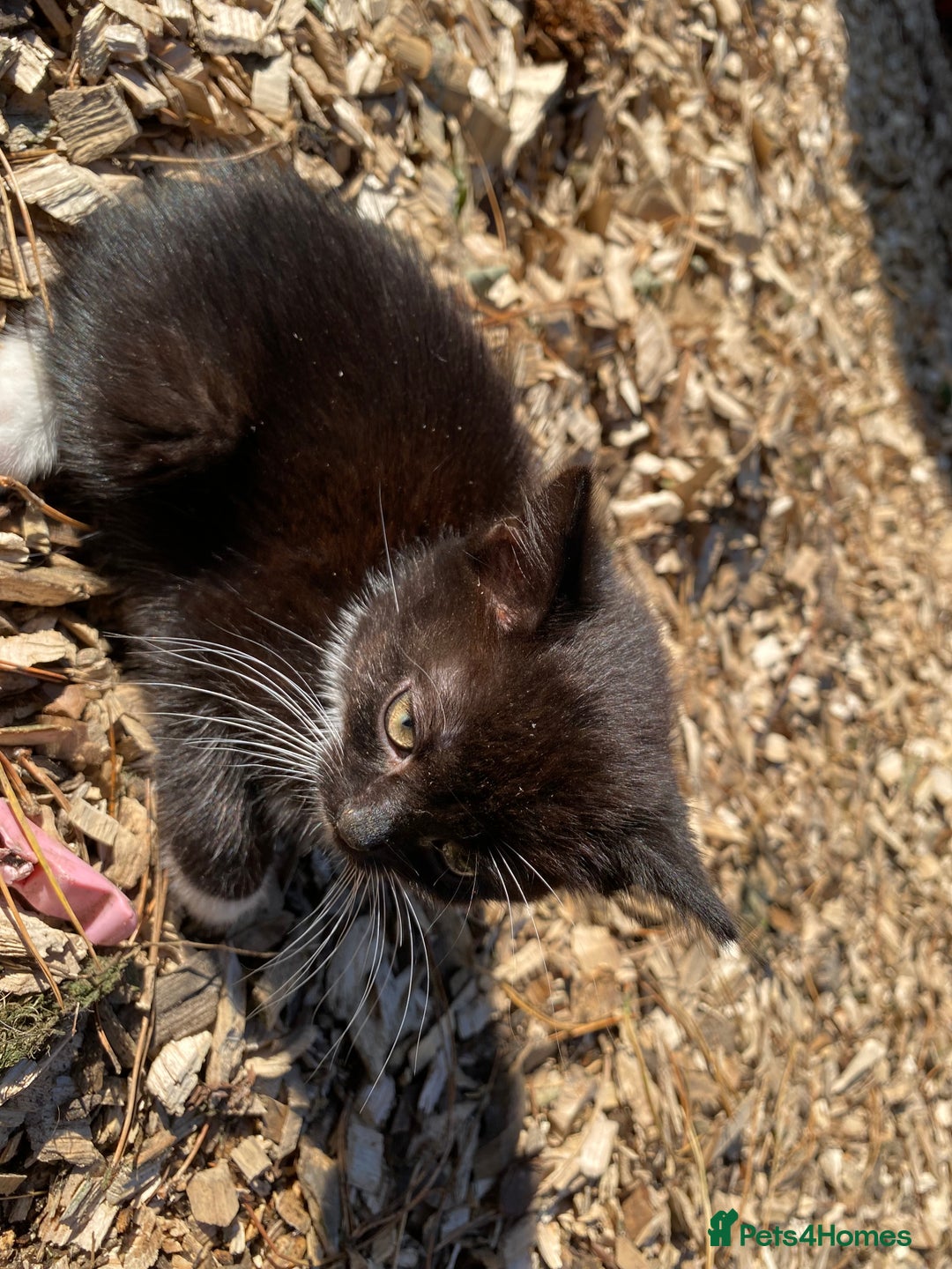 Mixed Breed cats for sale: Beautiful coloured kittens - Image 6