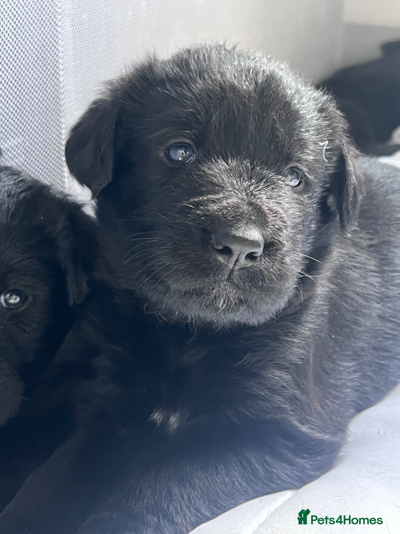 Mixed Breed dogs for sale: Lab mixed with Black Russian terrier  - Advert 6
