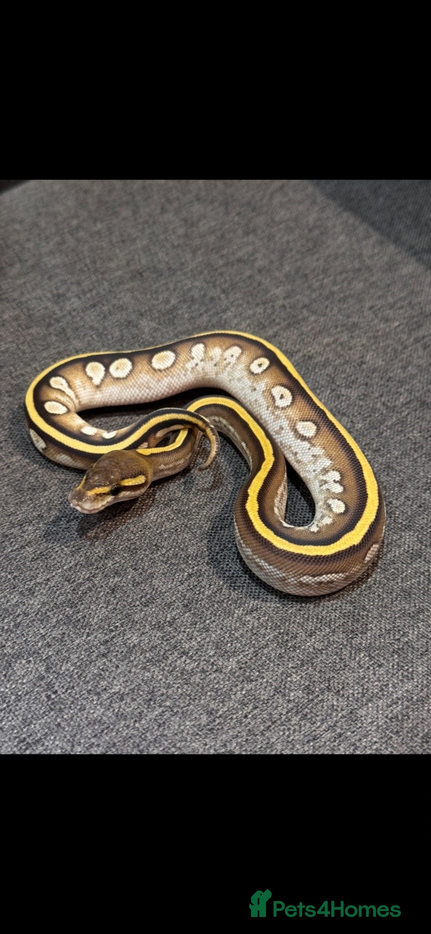 Python Snake reptiles for sale: Clown, hypo, hets, various morphs available  - Advert 1