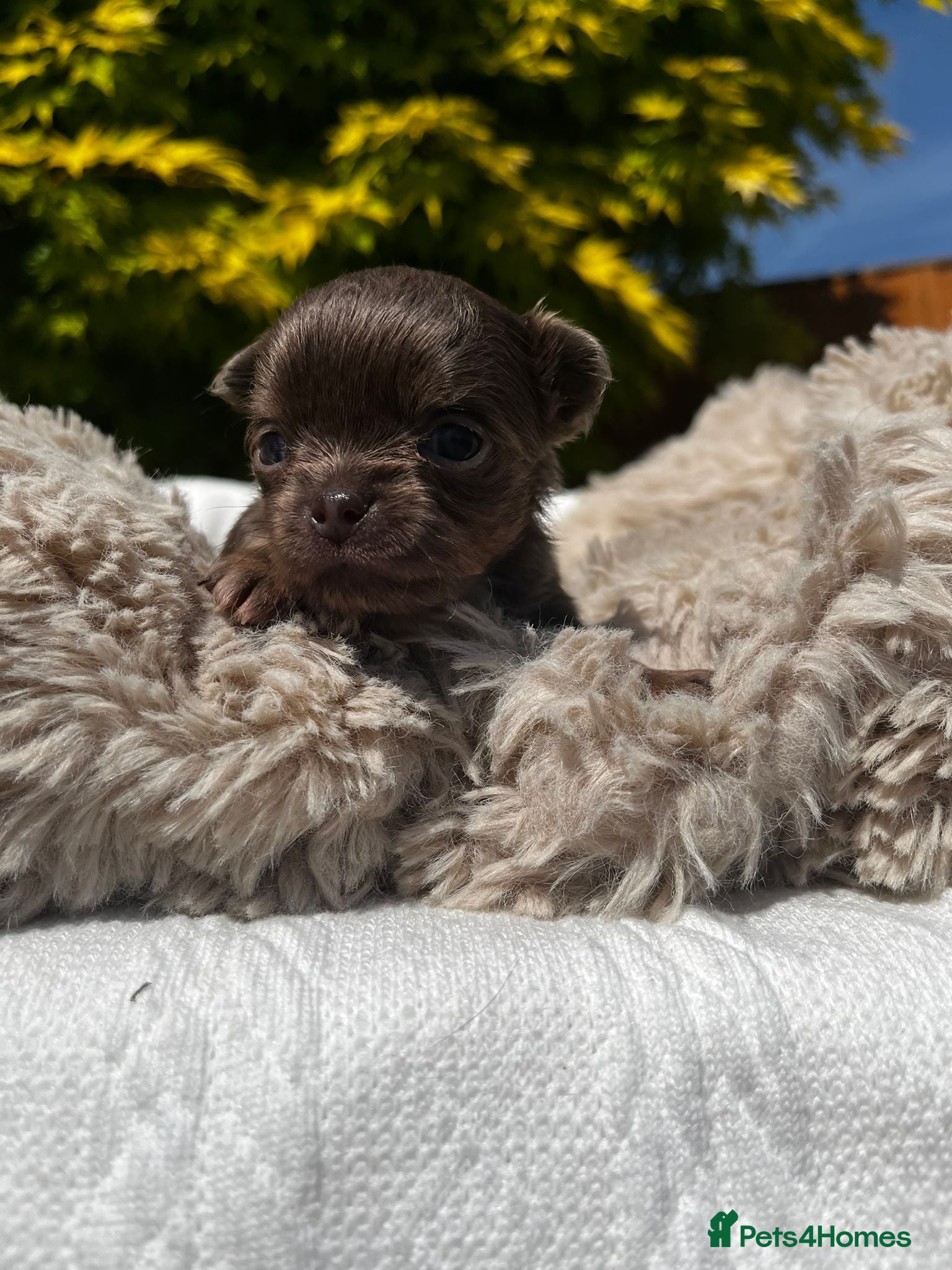 Chihuahua dogs ❤️‍🔥Dna tested parents❤️‍🔥Chihuahua Long-coat  - Advert 13