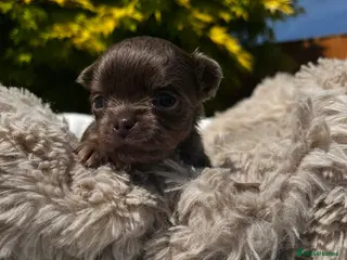 Chihuahua dogs ❤️🔥Dna tested parents❤️🔥Chihuahua Long-coat - Advert 13
