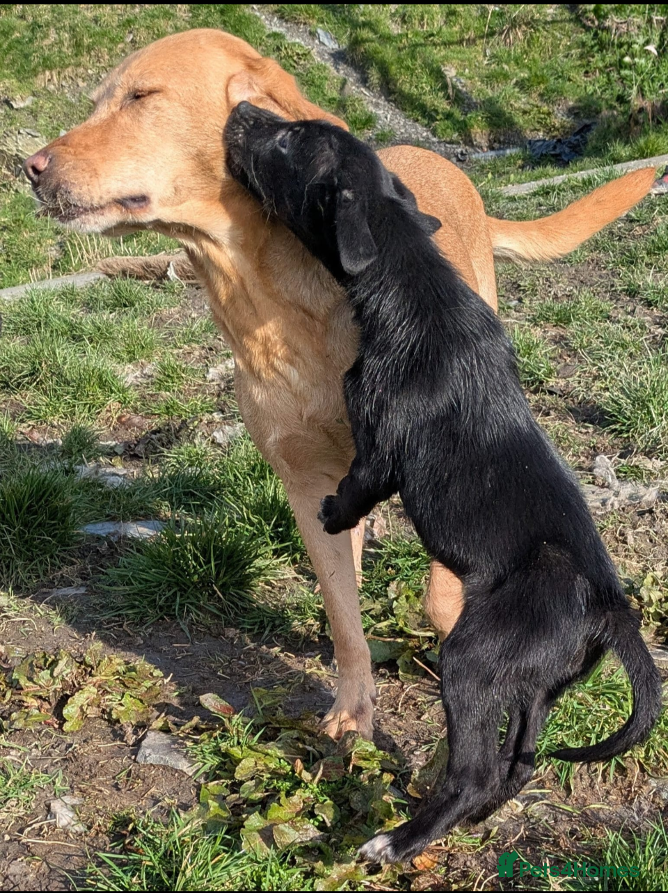 Borador dogs Boradors pups *READY NOW* - Advert 1