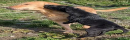 Borador dogs for sale: Boradors pups *READY NOW* - Advert 13