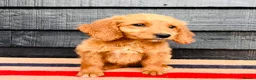 Mini Goldendoodle dogs for sale: 🧡❤️ GORGEOUS MINI GOLDENDOODLE PUPPIES ❤️🧡 - Advert 14