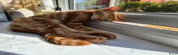 Mixed Breed cats for sale: 3 male ginger kittens ready for rehoming in Kidderminster - Advert 13