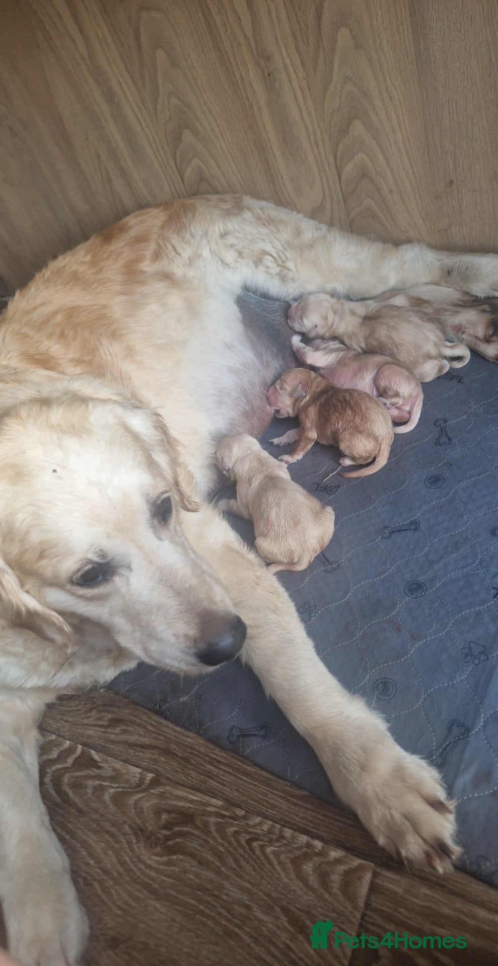 Golden Retriever dogs Golden retriever puppies - Advert 10