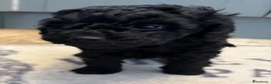 Miniature Poodle 2