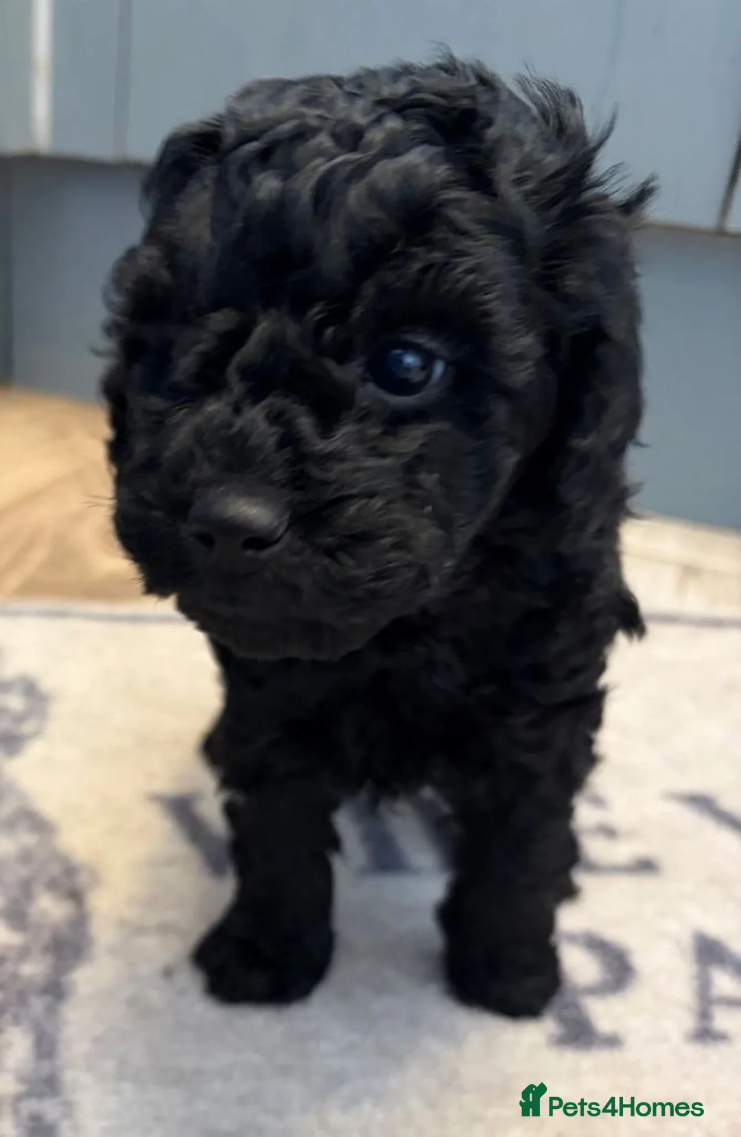 Miniature Poodle dogs for sale: Miniature Poodle Hybrid Puppies for Sale in Whitehaven - Advert 2