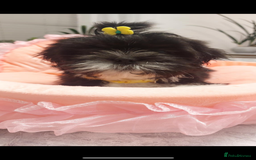 Shih Tzu dogs for sale: 🩷 Beautiful Shitzu Puppies 🩷 - Image 35