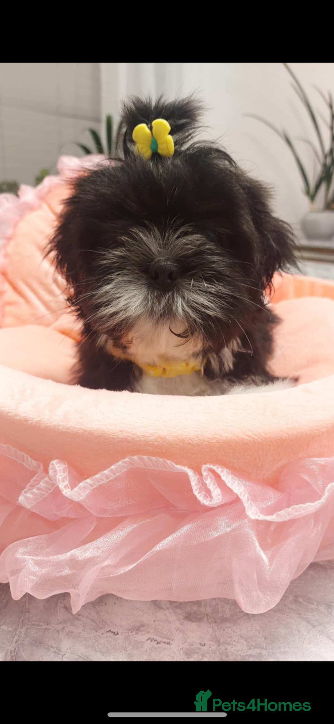 Shih Tzu dogs for sale: 🩷 Beautiful Shitzu Puppies 🩷 - Image 35