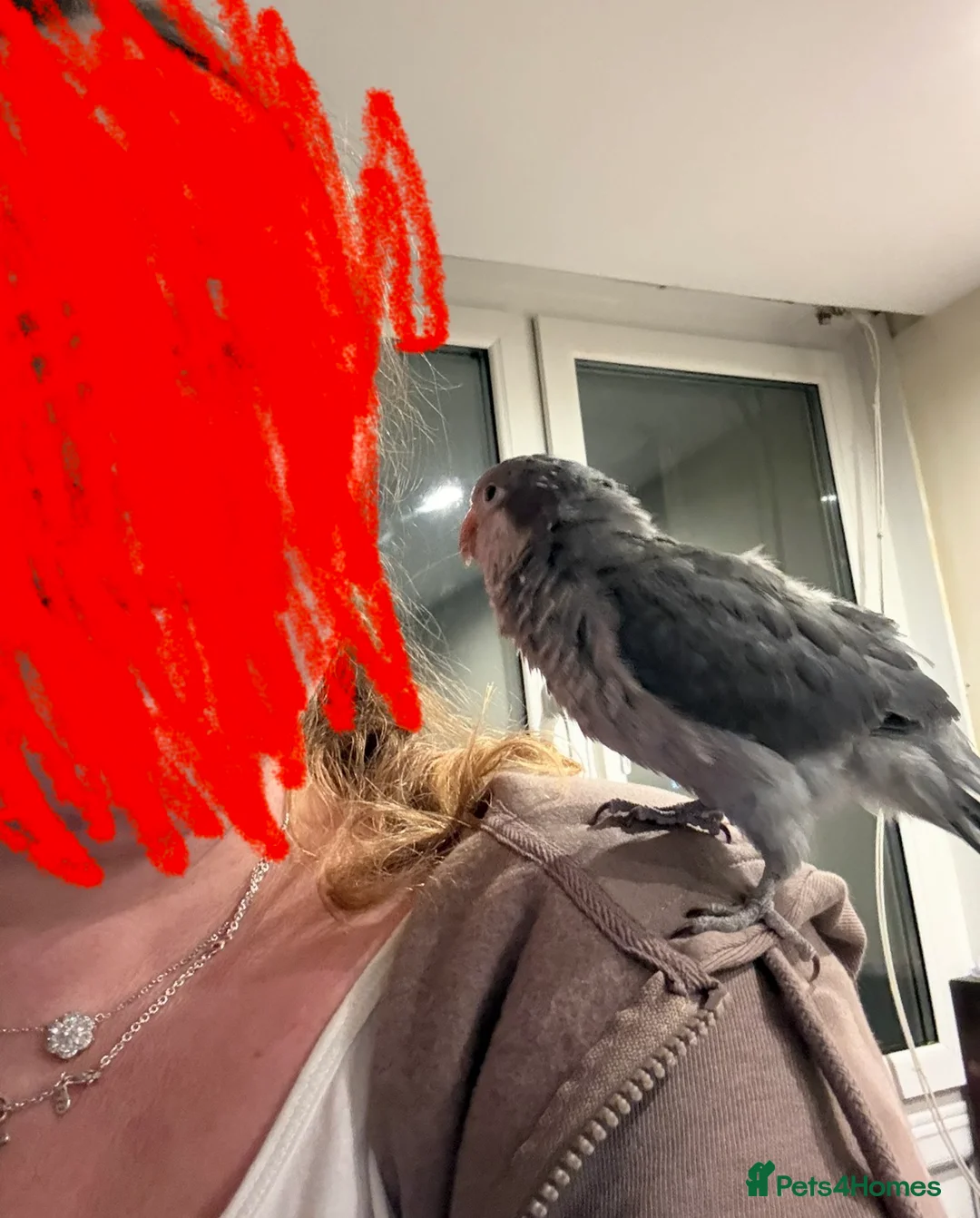 Parakeets birds for sale: Quaker Female Baby Handreared - Advert 6