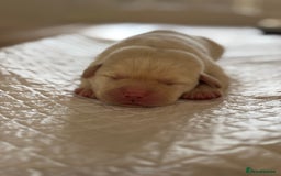 Labrador Retriever dogs for sale: Pedigree Labrador Retriever Puppies - Image 4