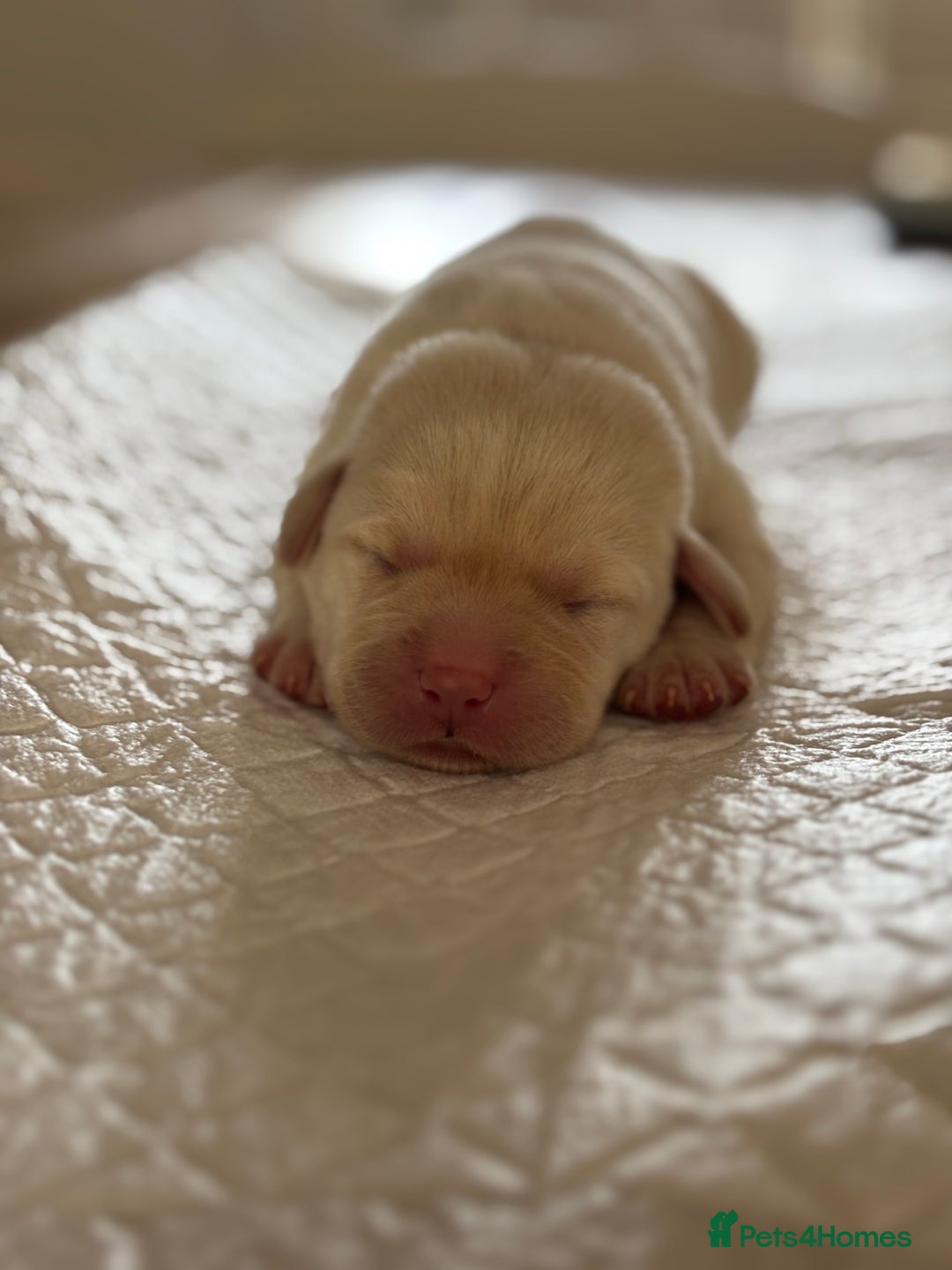 Labrador Retriever dogs for sale: Pedigree Labrador Retriever Puppies - Image 4