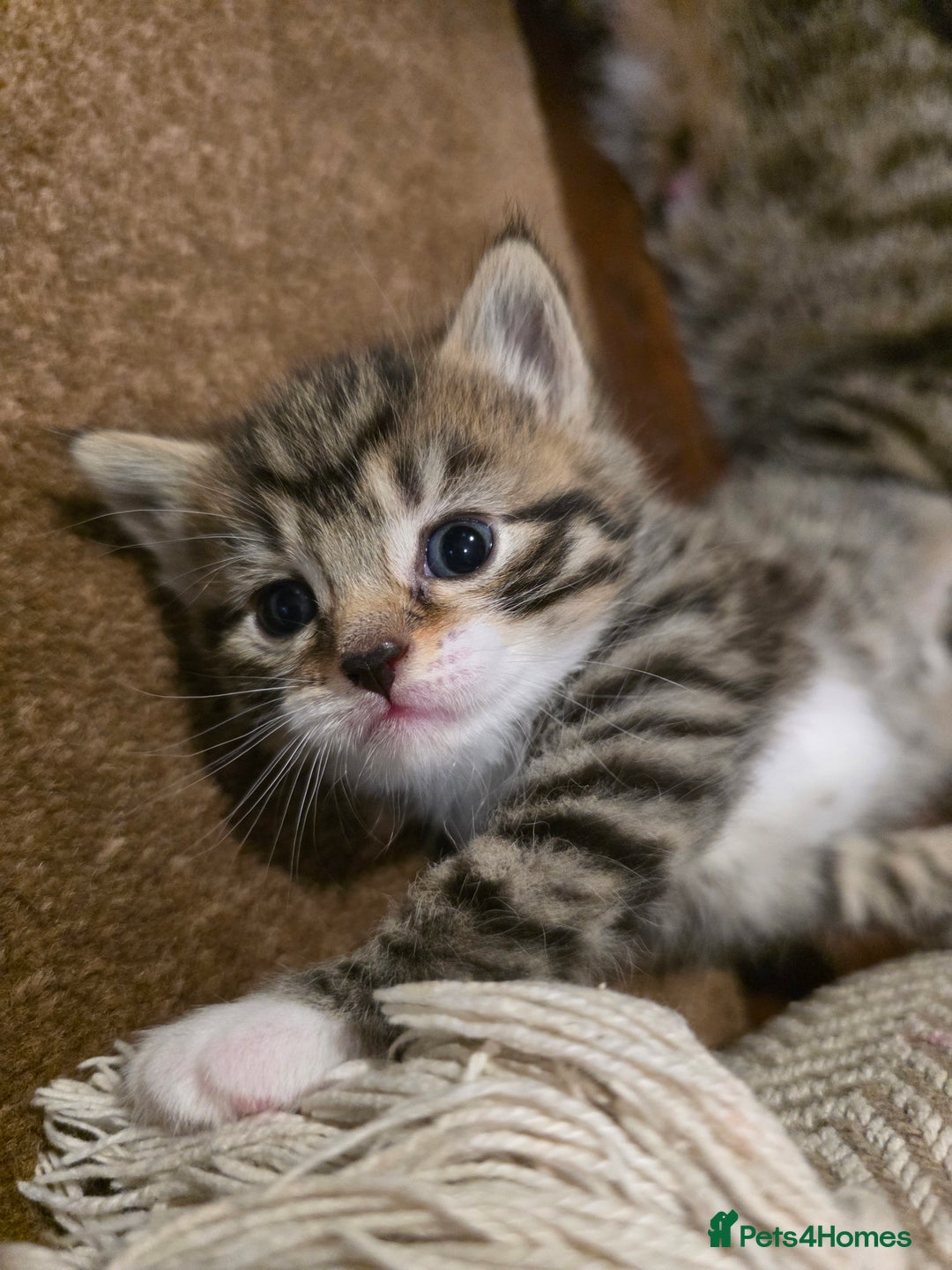 Maine Coon cats for sale: Mainecoon Mix Kittens for Sale  - Image 15